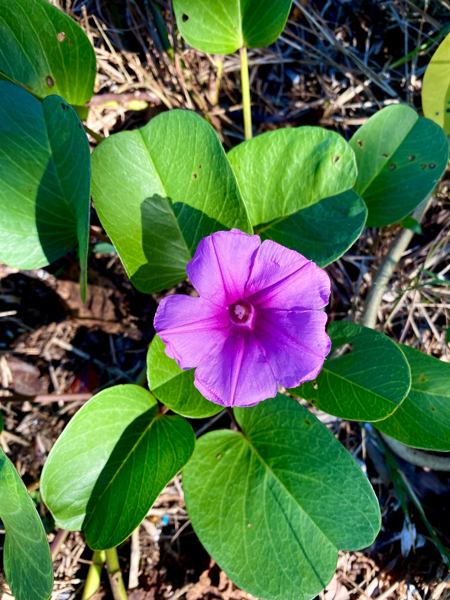 Moonstone and Morning Glory