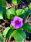 Moonstone and Morning Glory