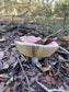 Hidden Malachite and Mushroom