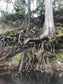 Malachite and Cypress Roots